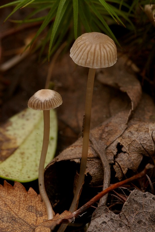 Mycena cinerella